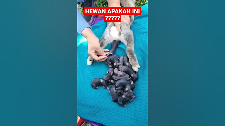 HEWAN MAMALIA BERANAK BANYAK #viral #hewan #melahirkan #mamalia #hewanlangka #hewan_peliharaan