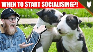 WHEN TO START SOCIALISING MY BULL TERRIER PUPPY