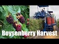 Harvesting Berries with 2 Korvan 9000 Berry Pickers