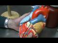 Heart anatomy part 1