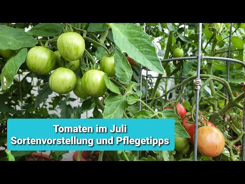 Video: Tomaten Im Wandgewächshaus Pflegen