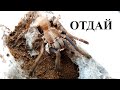 Сложный отбор кокона у паука Chilobrachys dyscolus "Blue". Блог о пауках.