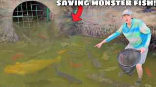 Saving MONSTER Aquarium Fish From FLOODED SEWER!