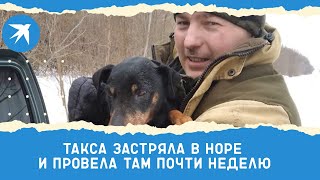 Такса застряла в норе и провела там почти неделю