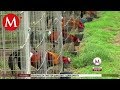 Criadores de gallos aseguran que su actividad no es ilegal