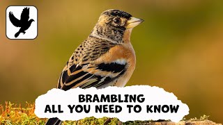 Everything You Need To Know About The Brambling