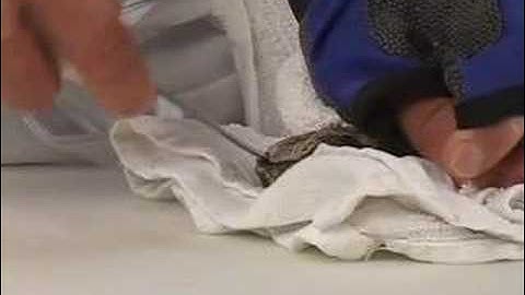 How to shuck an oyster