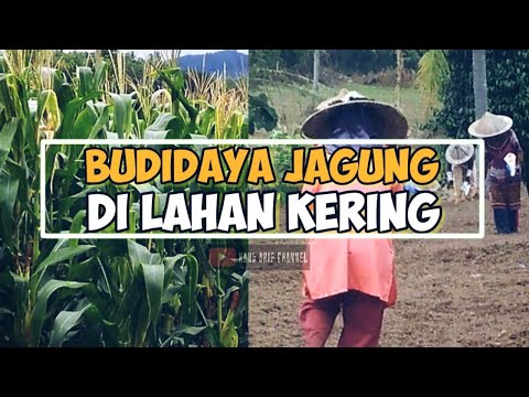 Video: Teknologi Budidaya Jagung