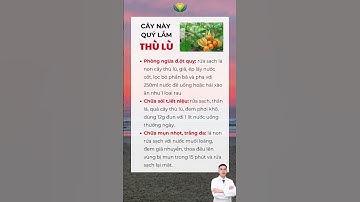 Cây thù lù - bài thuốc quý | Bác Sĩ Vũ