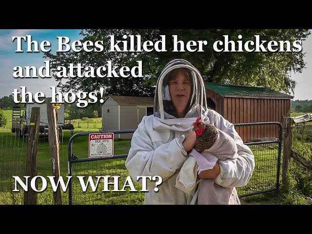 Africanized Honey Bees Attack, Why do they do that? What should you do? Beekeeping Lesson class=