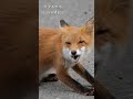 Ezo red fox | Japanese Wild Animals #japan #nature #animals #fox