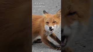 Ezo red fox | Japanese Wild Animals #japan #nature #animals #fox