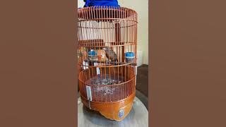 burung wambi materi cililin,kenar, kps tembak,LB dll. dijamin bikin anda kepincut