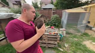 картинка: Уток заселил в новый их дом 