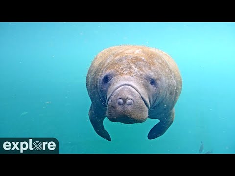 Homosassa Springs Underwater Manatees powered by EXPLORE.org