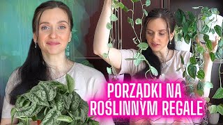 Porządki na roślinnym regale 🌱Roślinny VLOG 🌱Roślinki Gosi 🌱 Gosia i Miłosz