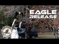 BALD EAGLE narrowly recovers from lead poisoning and flies free!