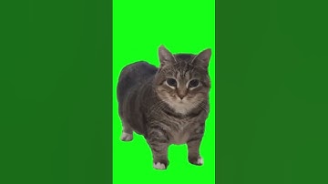 Thumbnail of Kucing akmal.mp4 #memes #meme #kucing #akmal #kucinglucu