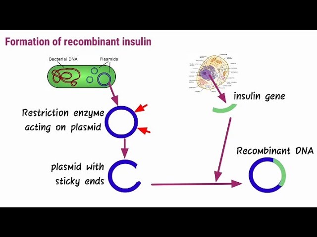 Genetic Engineering Production Of Insulin