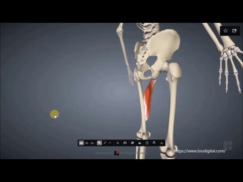 Video: Původ, Funkce A Anatomie Svalu Adductor Longus Body Mapy