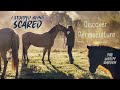 I stopped being scared  discover permaculture