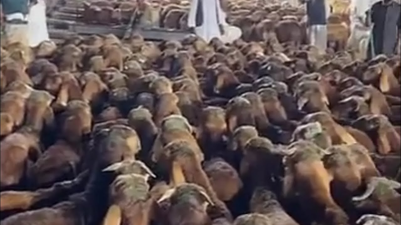 اسعار السواكن المستورد بالكعكية بمكه المكرمه عند الدلال عبدالله بن تراحيب يوم  الجمعه ١٤٤٦/٩/٧هـ