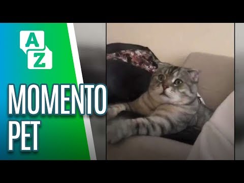 Gatinho fica chocado com o que vê na TV! | Momento Pet - De A a Zuca (17/07/19)