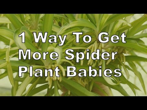 Vidéo: Spider Plant Flowering - En savoir plus sur les fleurs sur les plantes araignées