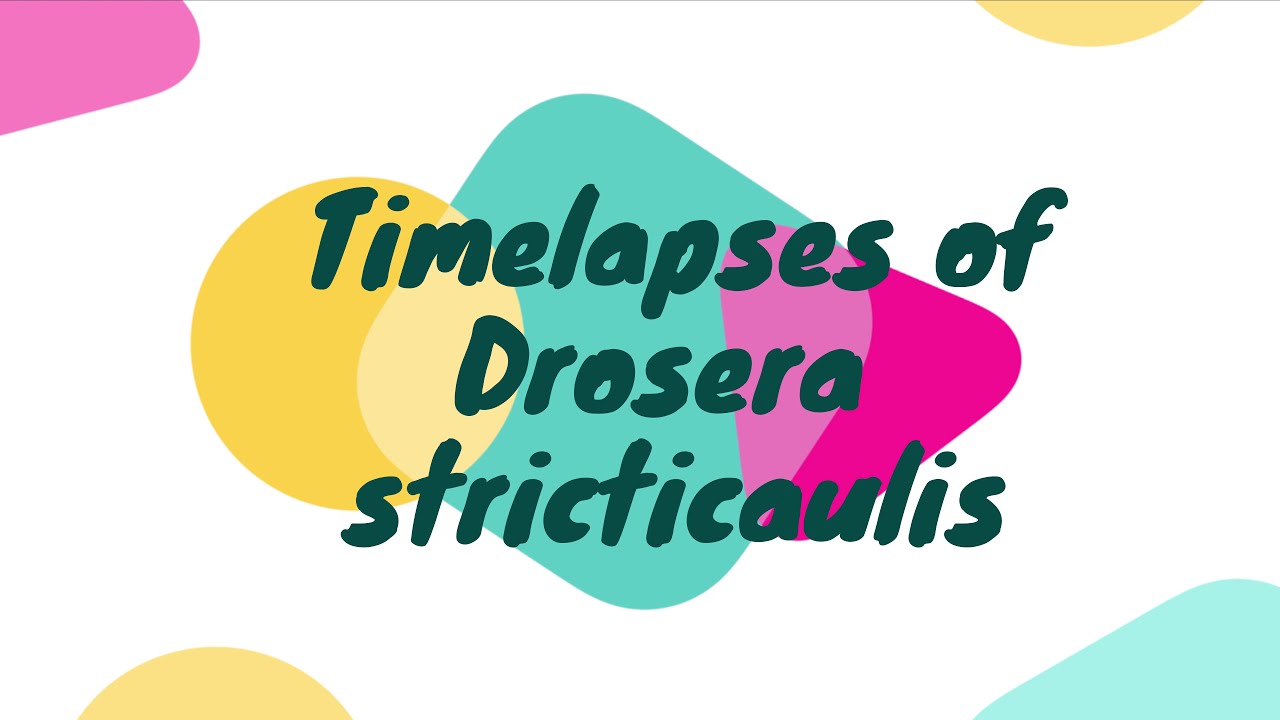 Drosera stricticaulis Timelapses/ Zeitraffer des Knollensonnentaus D.stricticaulis