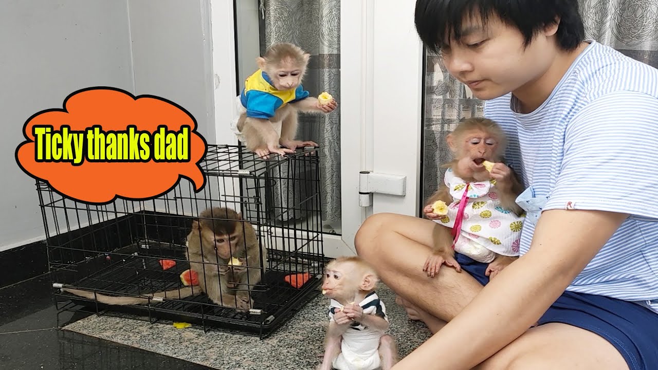 Poor monkey Ticky is happy to live with his father and the monkey babies