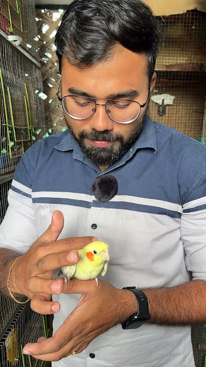 🤩 ரூ400கு Cockatiel Bird தராங்களா 🔥🔥 Low Price Birds Farm in Coimbatore 😍🥰