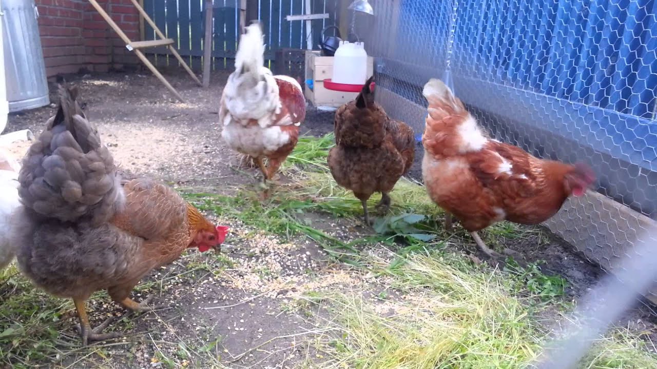 Chickens eating grass YouTube