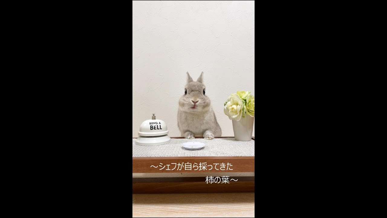 ベルを鳴らすと次の料理が運ばれてくるうさぎさん御用達のコース料理店 Shorts Youtube