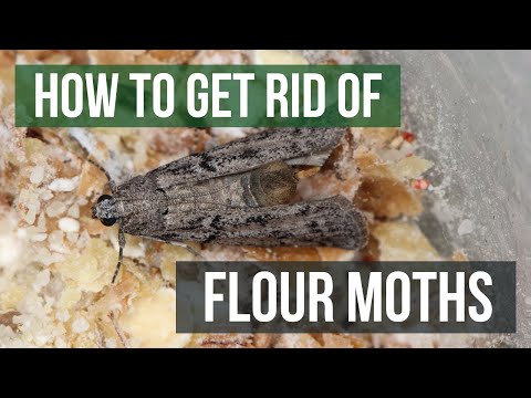 How to Get Rid of Flour Moths (4 Easy Steps)