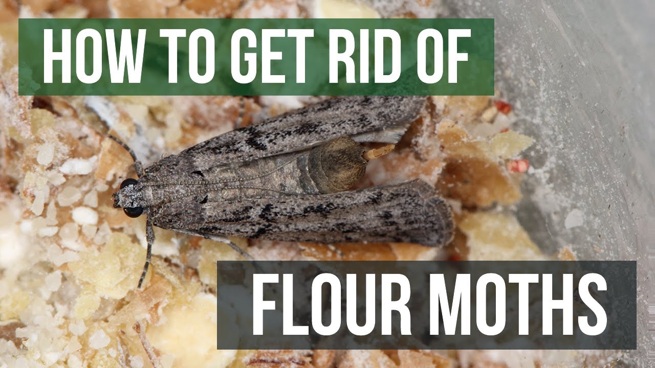 How to Get Rid of Flour Moths (4 Easy Steps) 