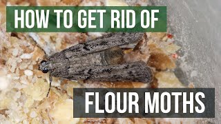 How to Get Rid of Flour Moths (4 Easy Steps)