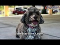 Cocoa 6yo Spanish water dog Before and After Video OLK9 Training Sarasota