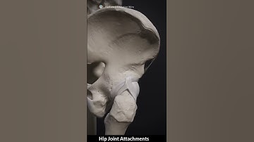Hip Joint Attachments 3D animation 💯#viral #shorts #trending #short