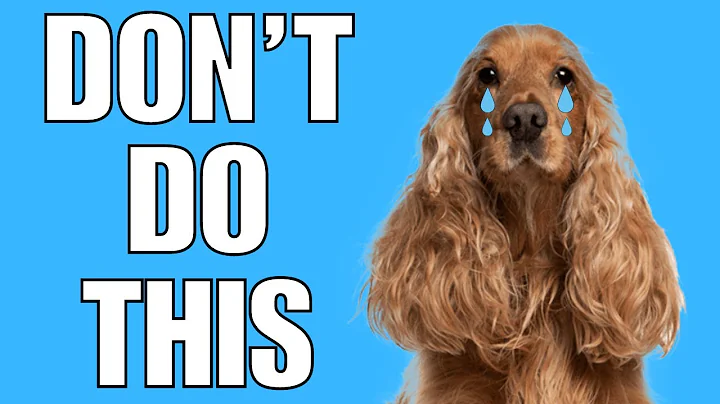 6 Things You Must NEVER Do To Your COCKER SPANIEL(EVER) - DayDayNews