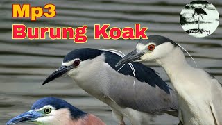 suara pikat burung Koak malam di jamin mantap