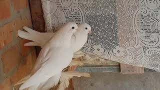 Город Моздок и его голуби. The city of Mozdok and its pigeons.