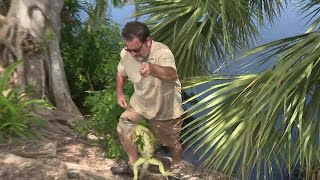 Iguana invasion poses health threat in South Florida