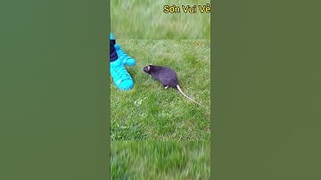 Con chuột này bị béo phì . #shorts