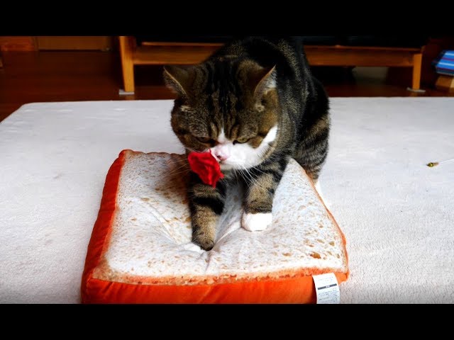 食パンをこねるねこ。-Maru kneads white bread.-