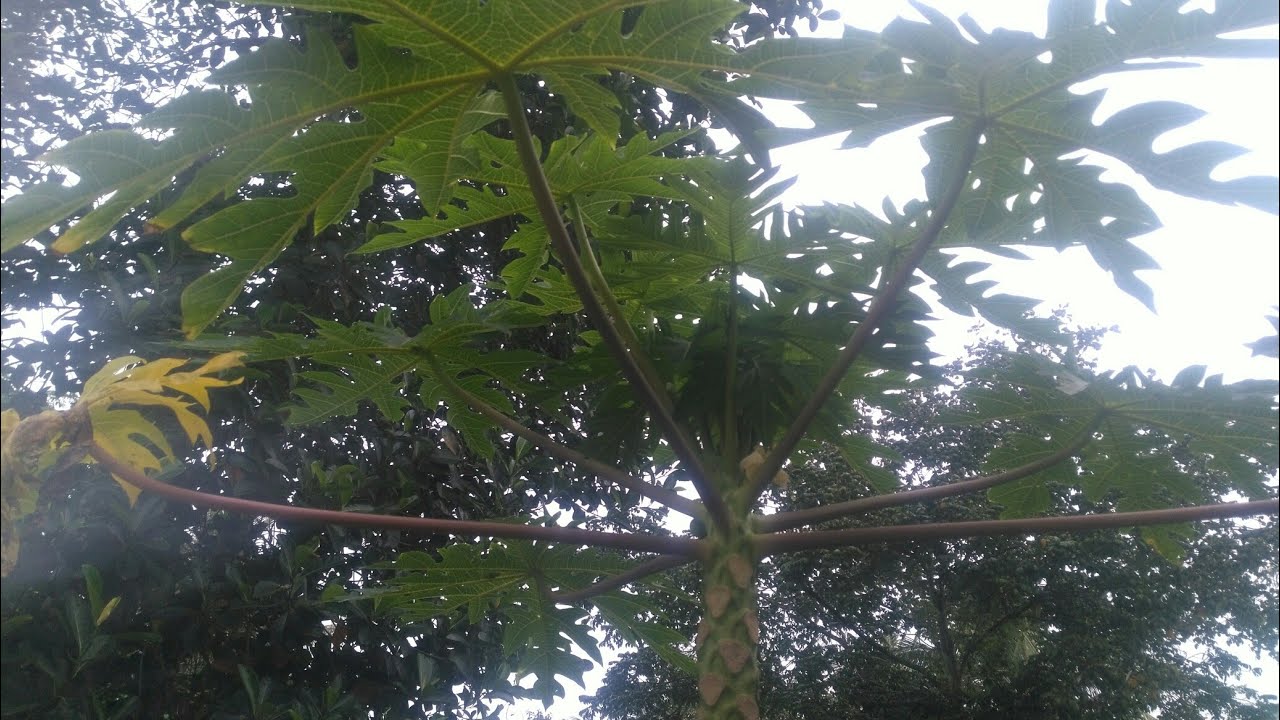 木瓜合理施肥 Youtube