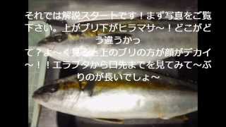 ブリとヒラマサの見分け方 ！YouTube ！まかない道場！