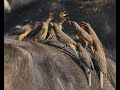 Oxpeckers fight over blood soaked ticks | Maasai Mara Safari Sighting | Oxpeckers dustbath video