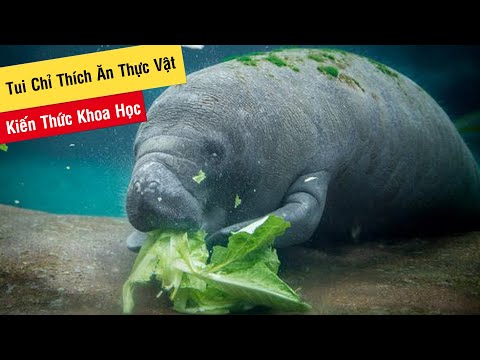 Thế Giới Động Vật Loài Lợn Biển | Kiến Thức Khoa Học