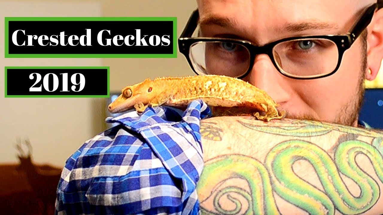 crested-gecko-complete-care-guide-youtube