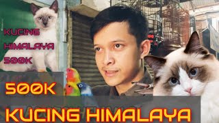 VLOG HENDRA HERMAWAN | Adopsi kucing himalaya cuma 500 k